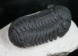 Phacops Trilobite From Morocco #10105-3